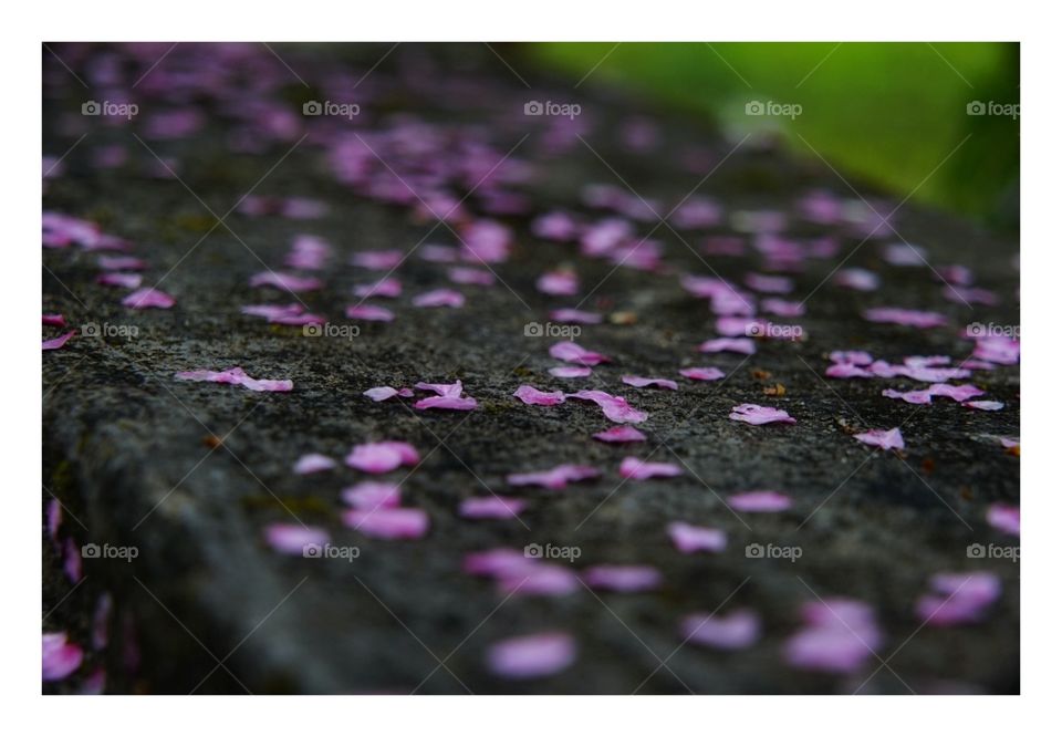 Color, Desktop, Nature, Texture, Flower