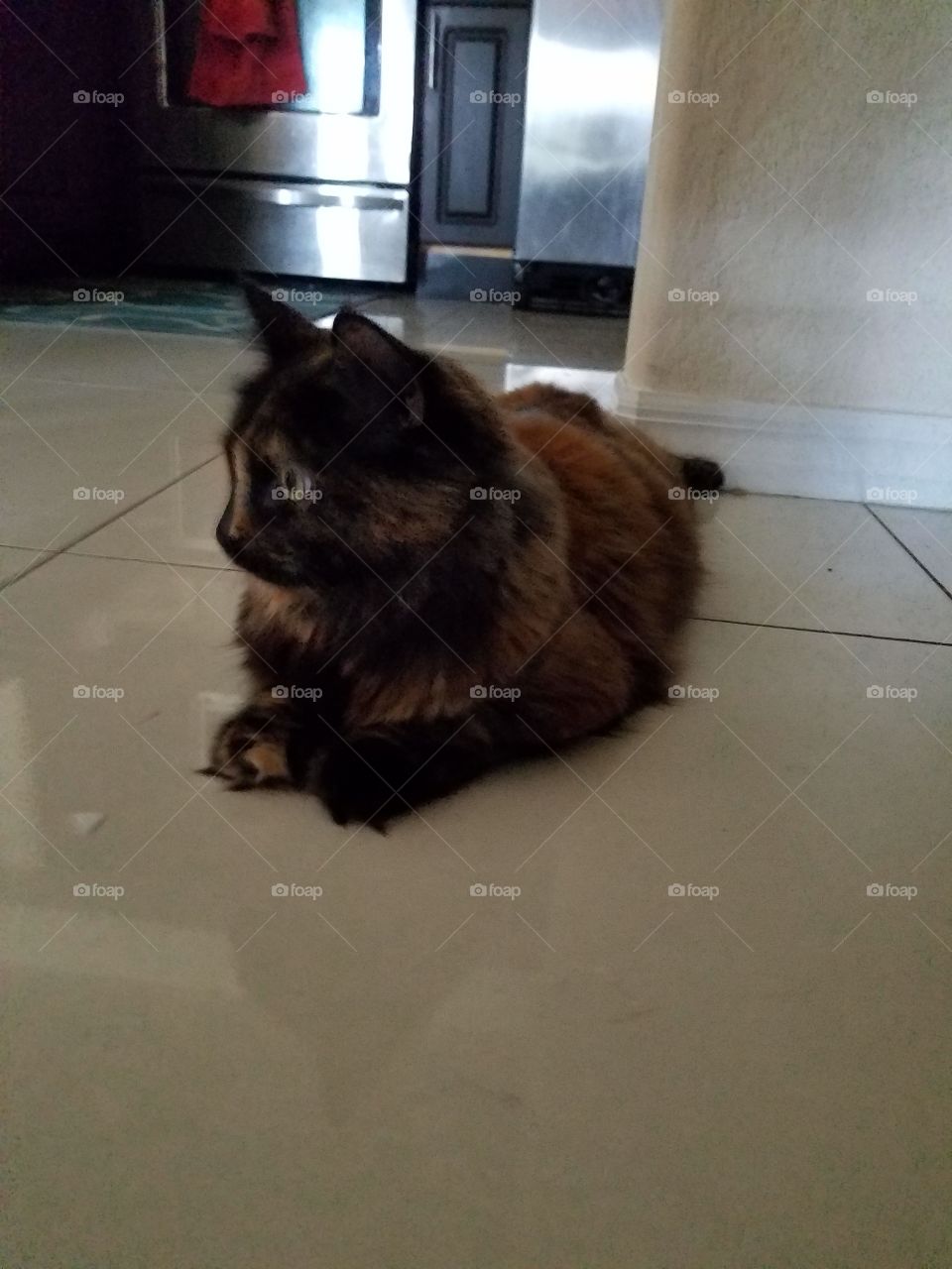 kitty profile is perfection😍