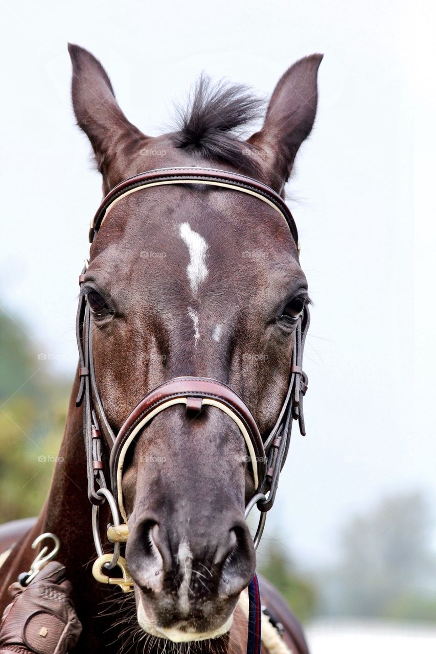 Brown beauty