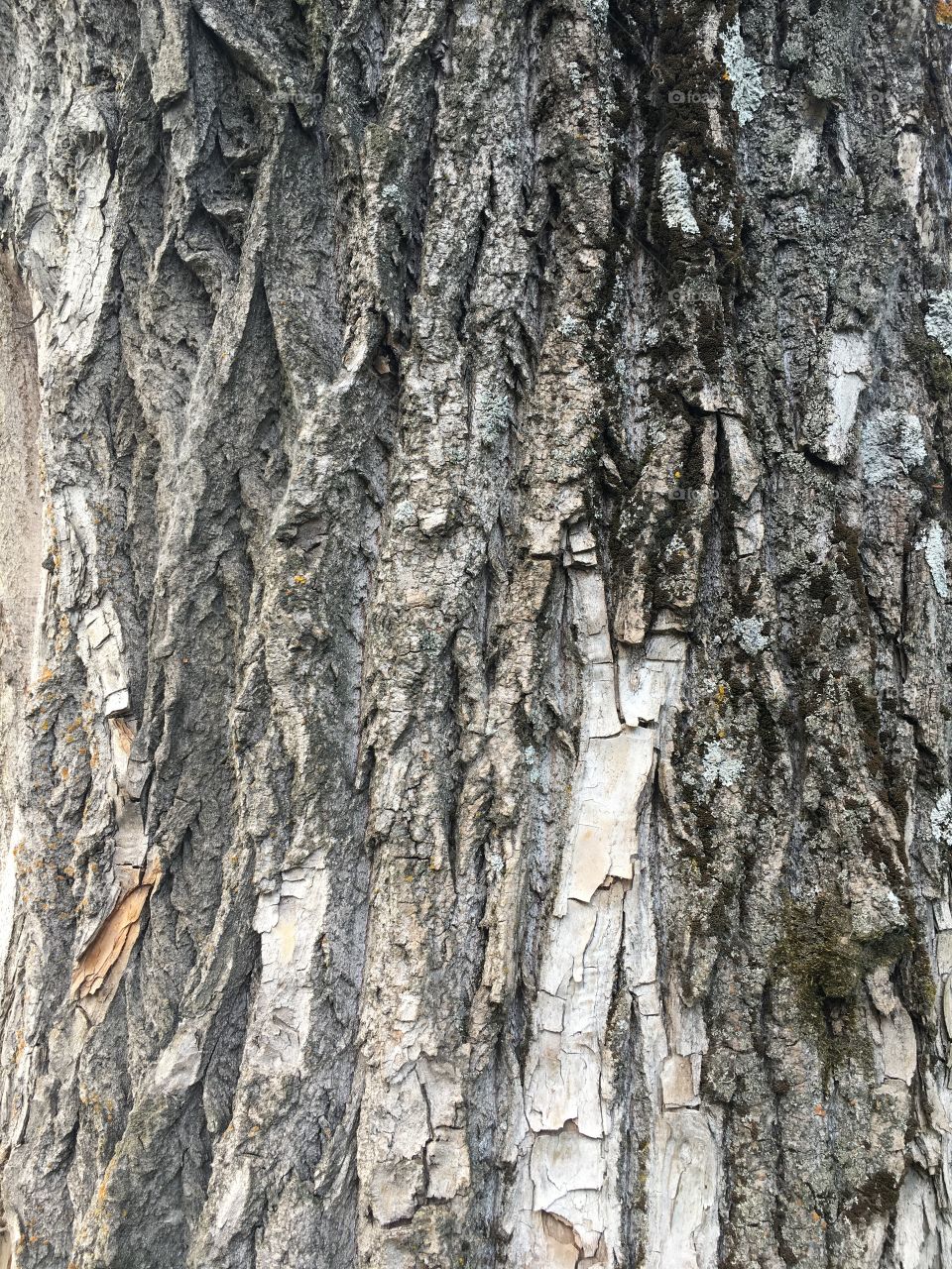 Wooden texture macro photo tree 

