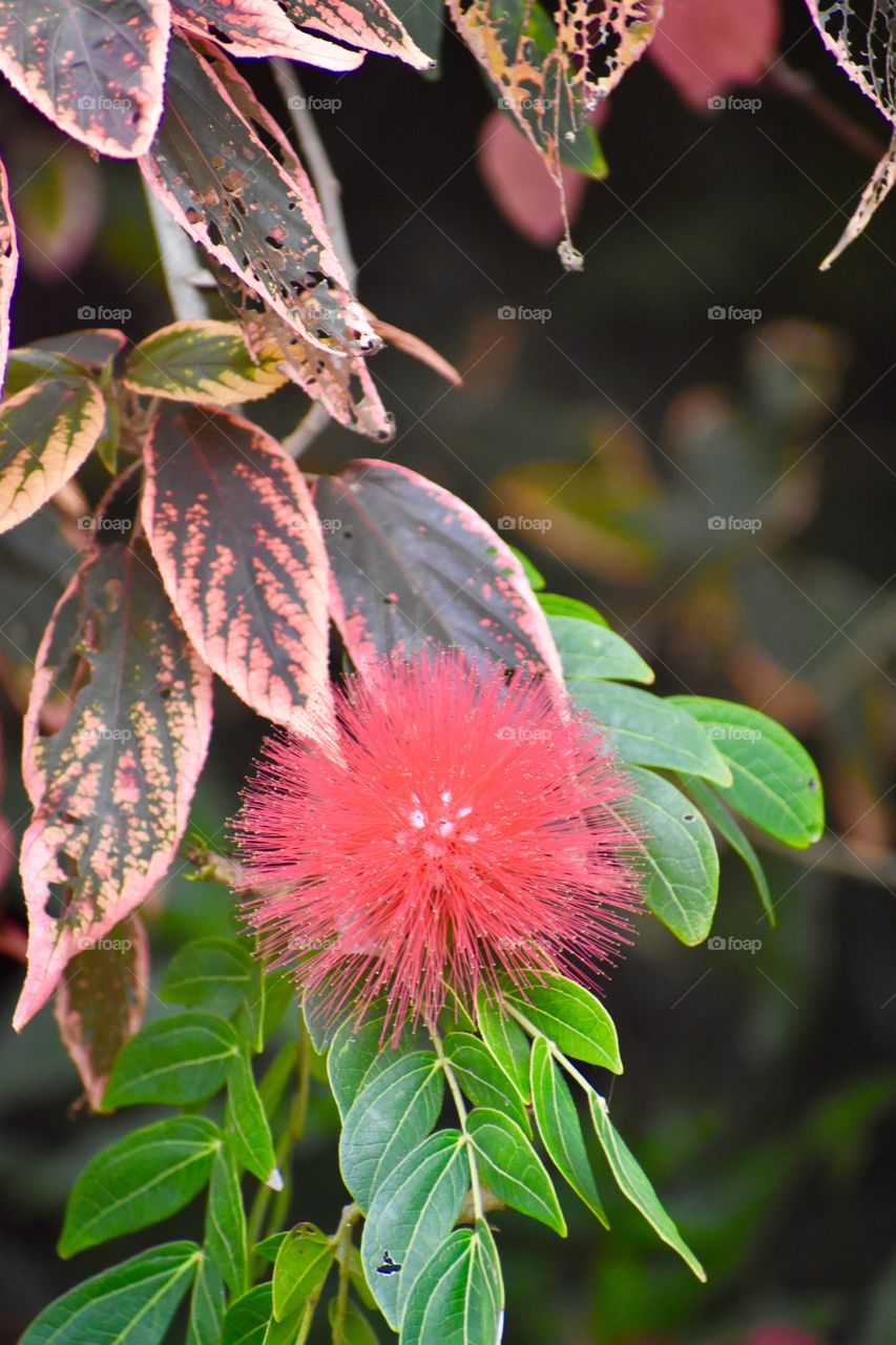 Calliandra haematocephala, commonly called red powder puff, is an evergreen shrub or small tree.