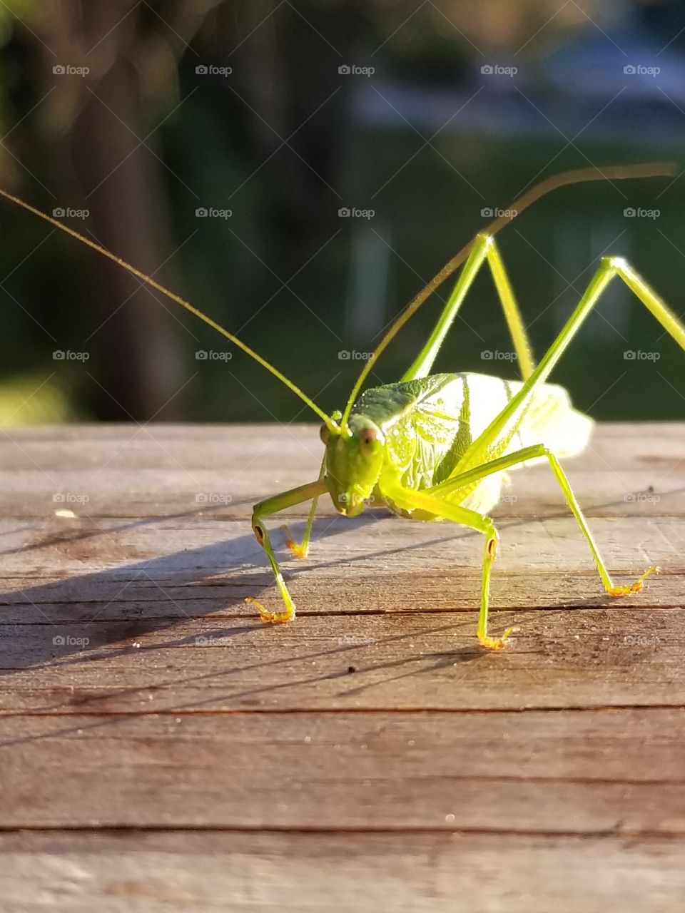 Grasshopper