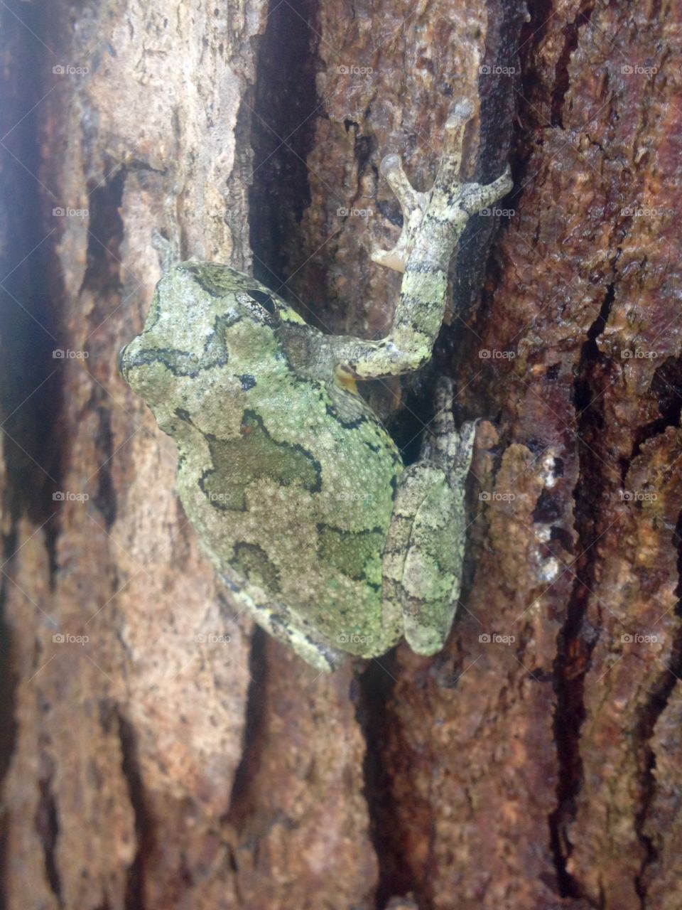 Tree Frog