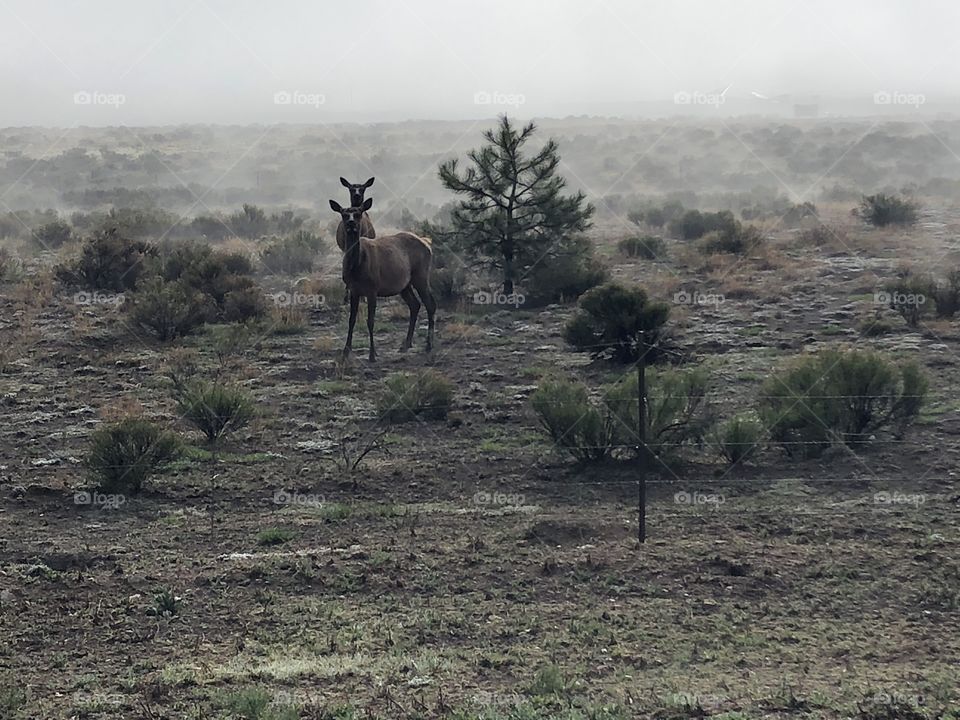 Elk in the morning fog