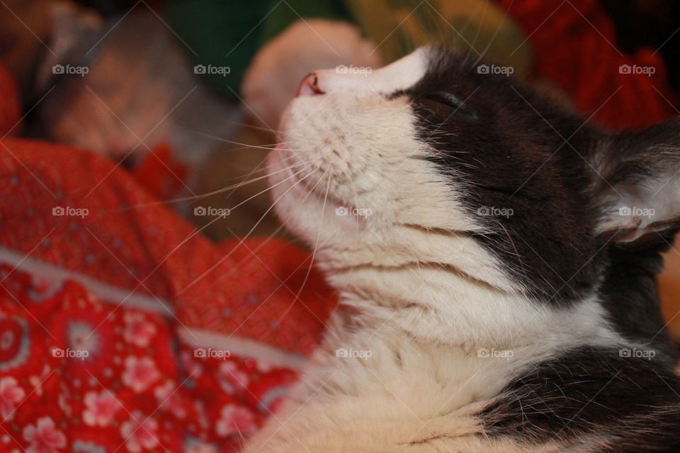 My grey and white cat Sal stretching and getting annoyed at me firing the flash at him. 