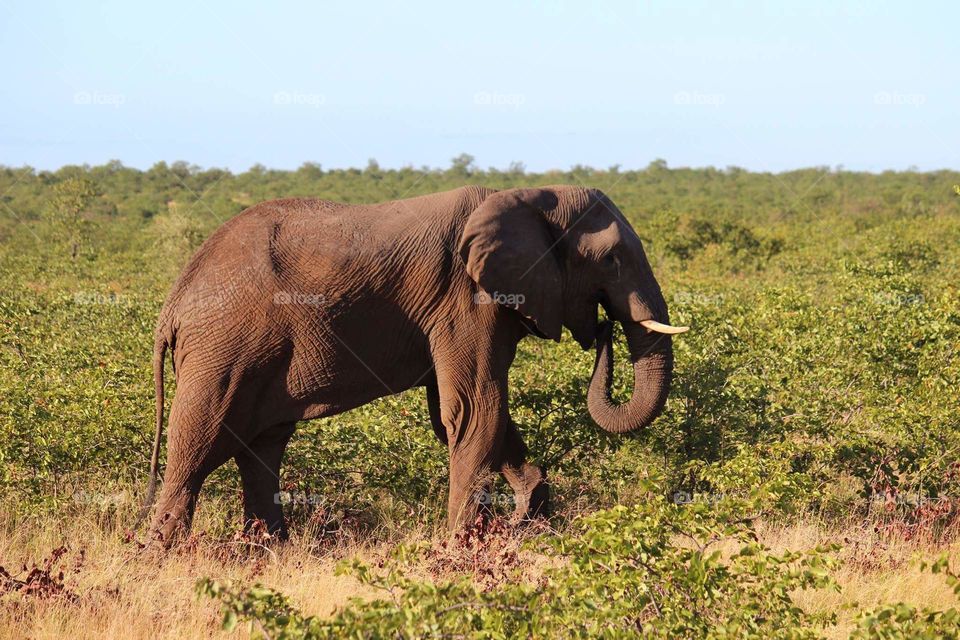 African elephant