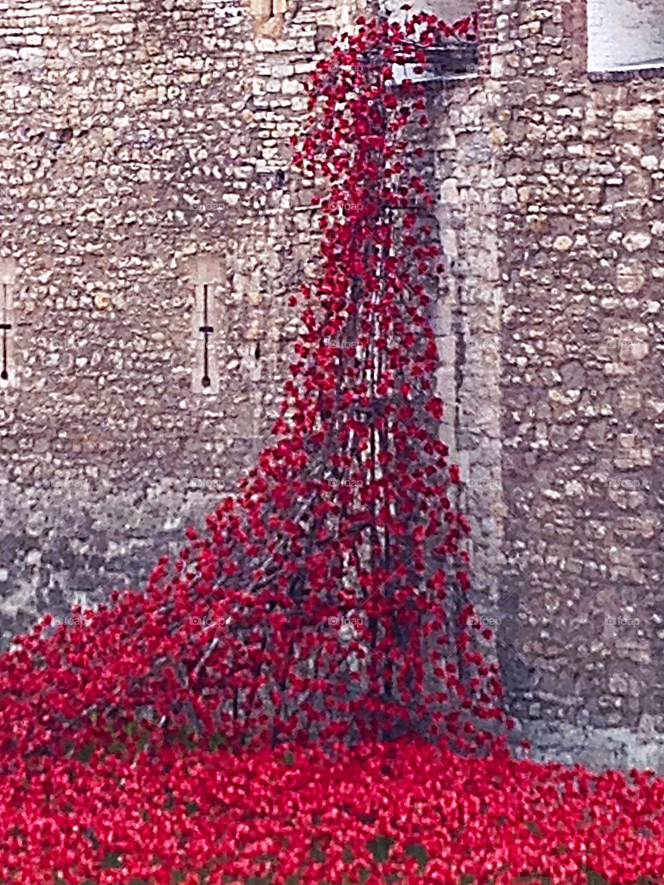 Tower of London Poppy Display 