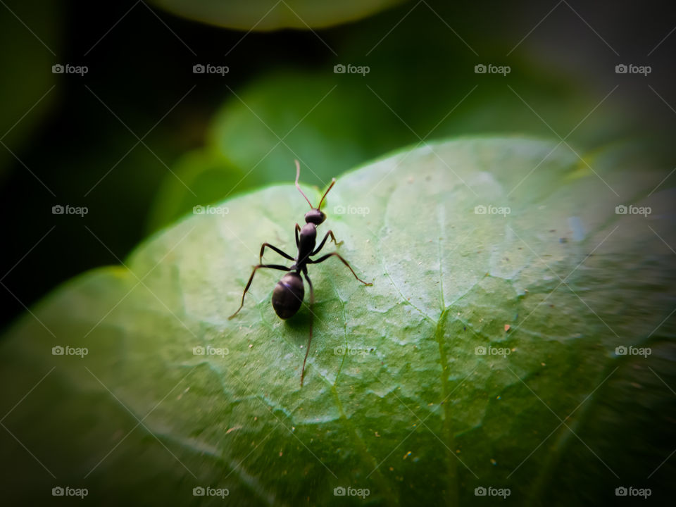 Ant on a leaf macro photo