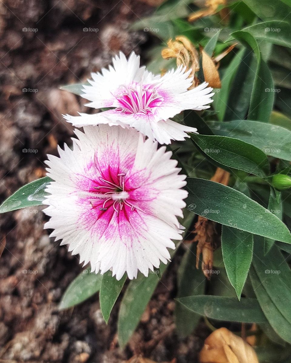 Dianthus chinensis