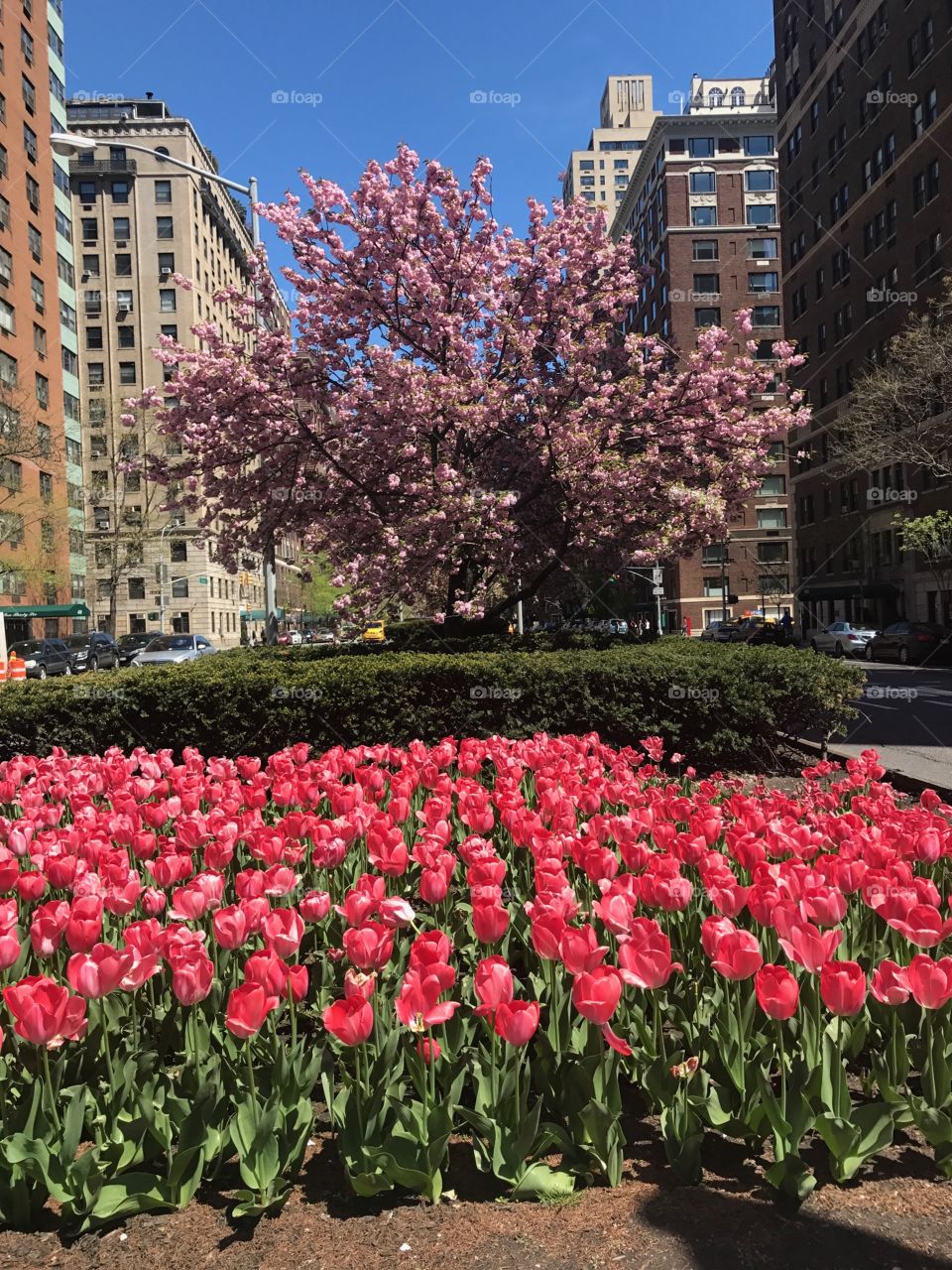 New York City In Bloom