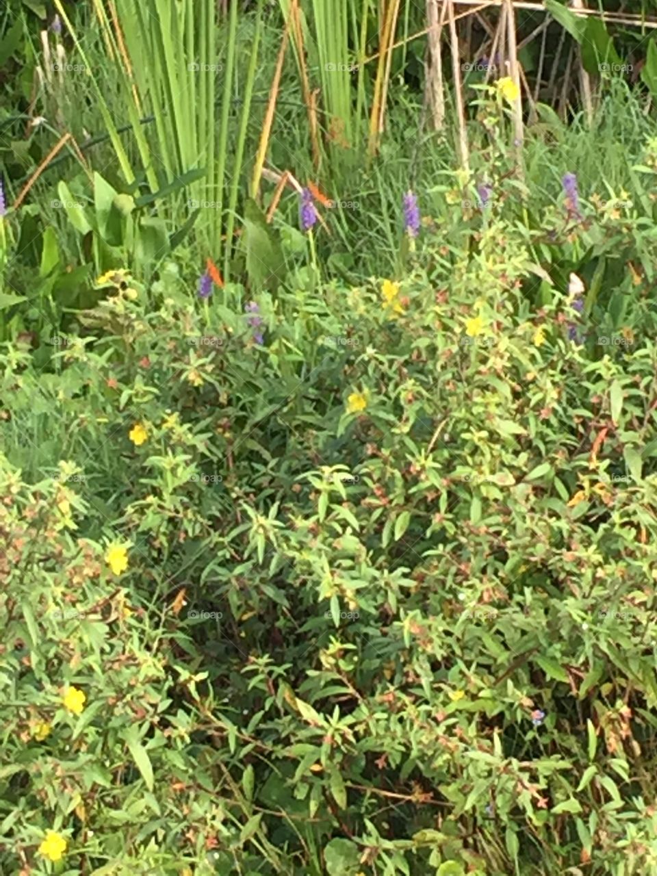 Butterflies and flowers