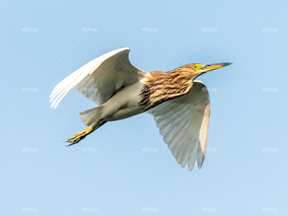 Indian pond heron