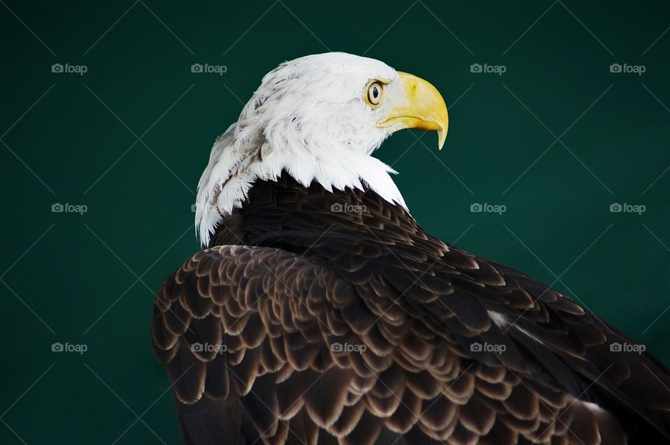 Bald Eagle against green background 