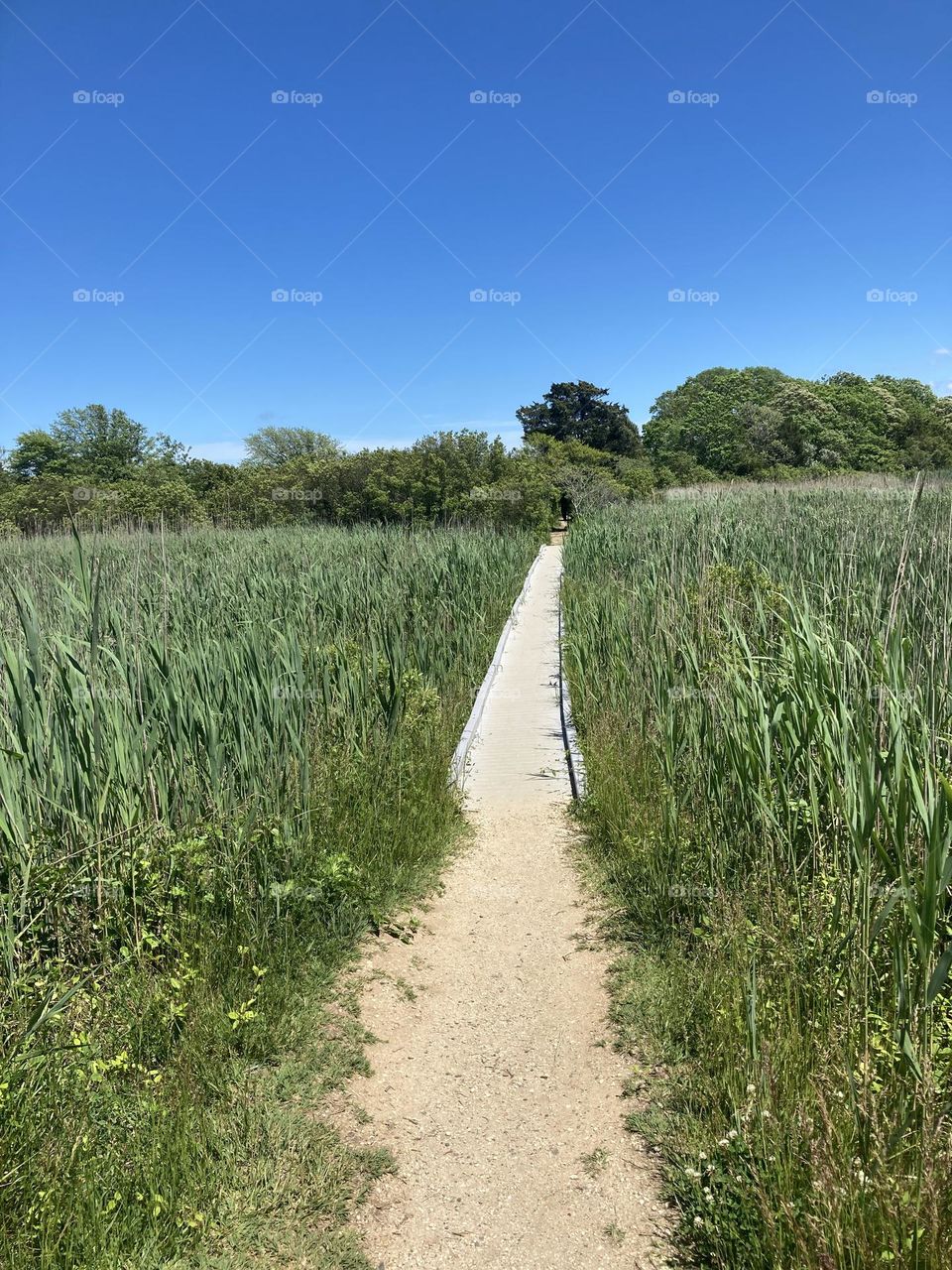 Wooden bridge through swampy reeds