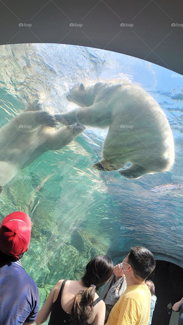 Assiboine park polar bears