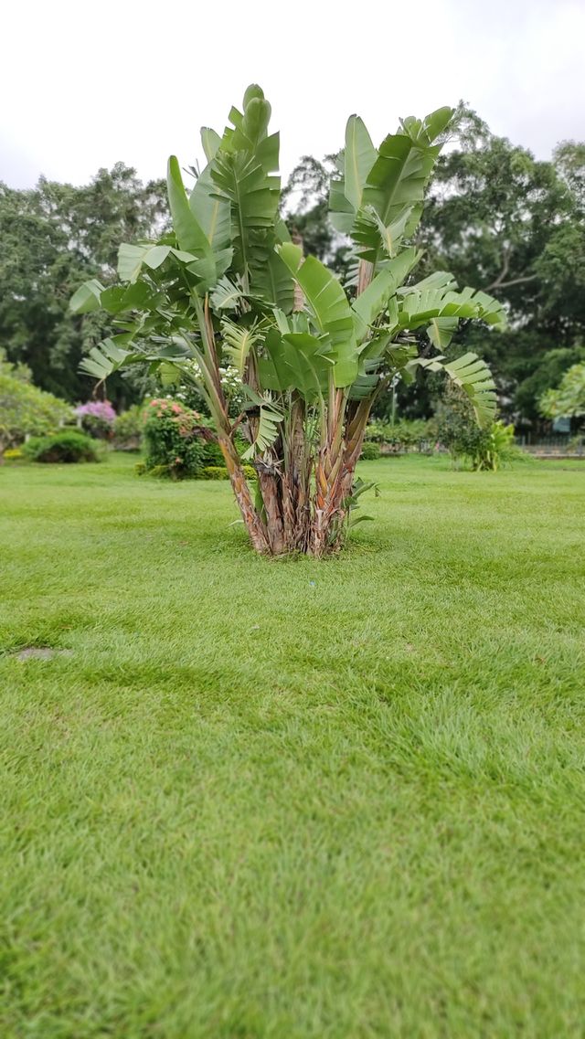 Banana Tree