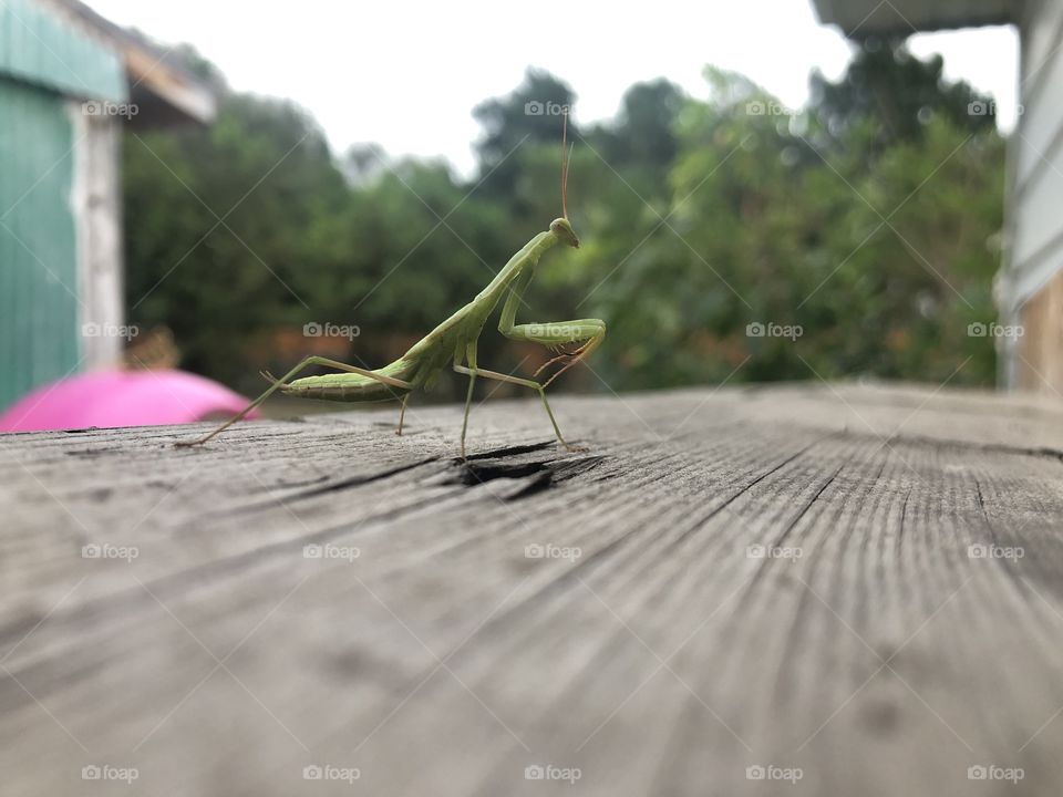 Praying mantis 