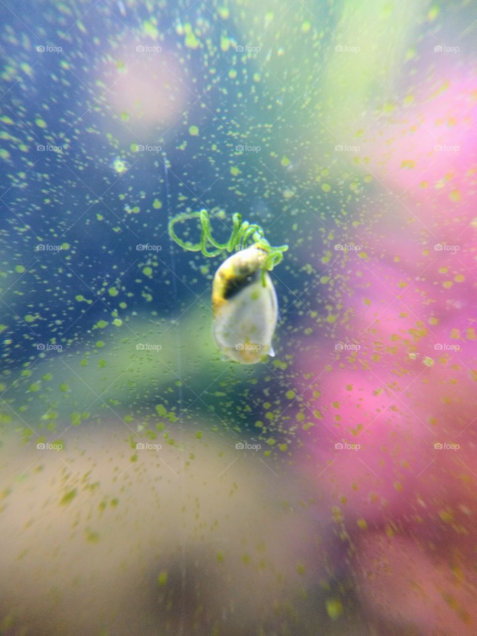 macro of a sea snail