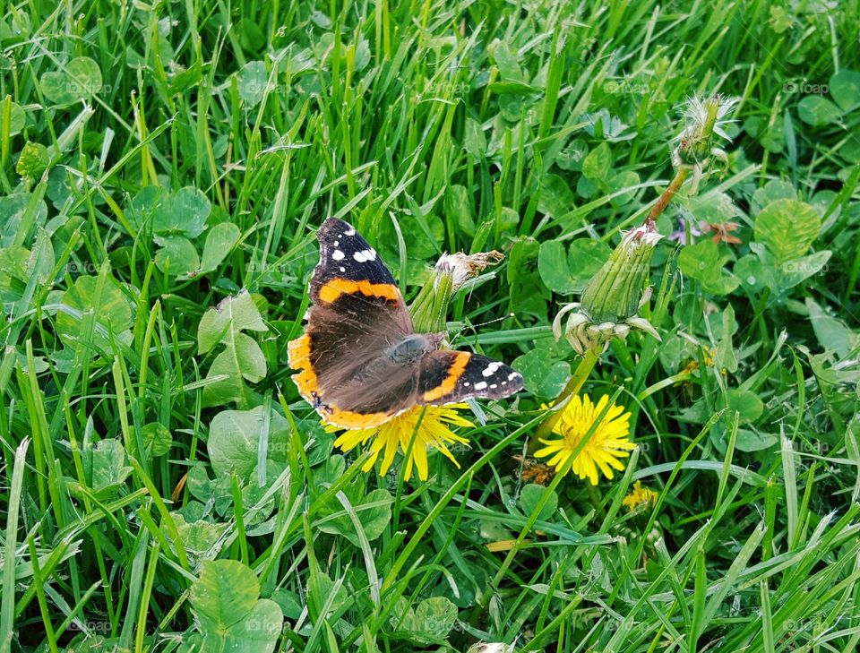spring butterfly