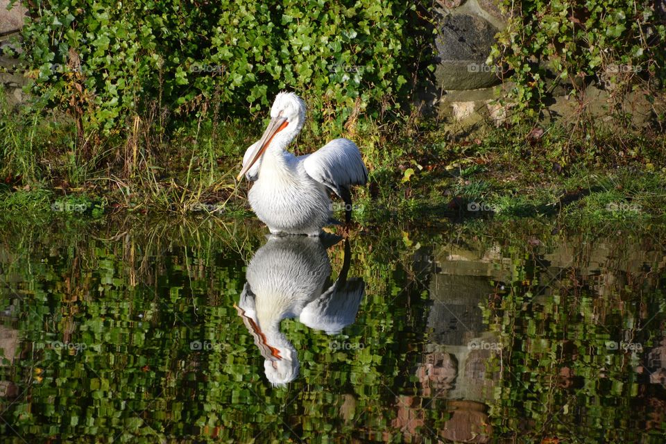 Pelican standing in pond with reflection