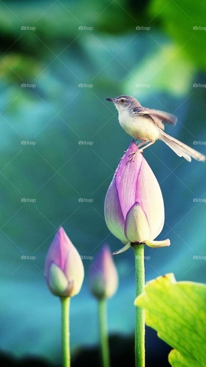 Lotus buds🌹 an Bird 🐥