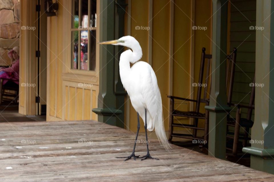 White crane