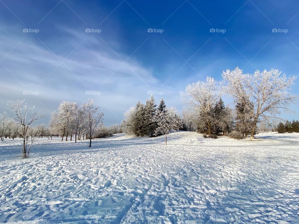 Frost covered trees 