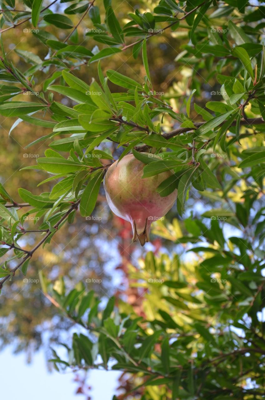 Pomegranate