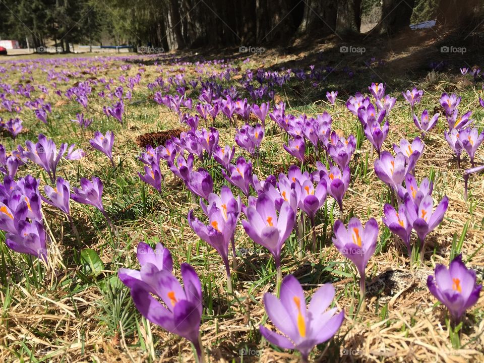 Crocuses in magical forest
