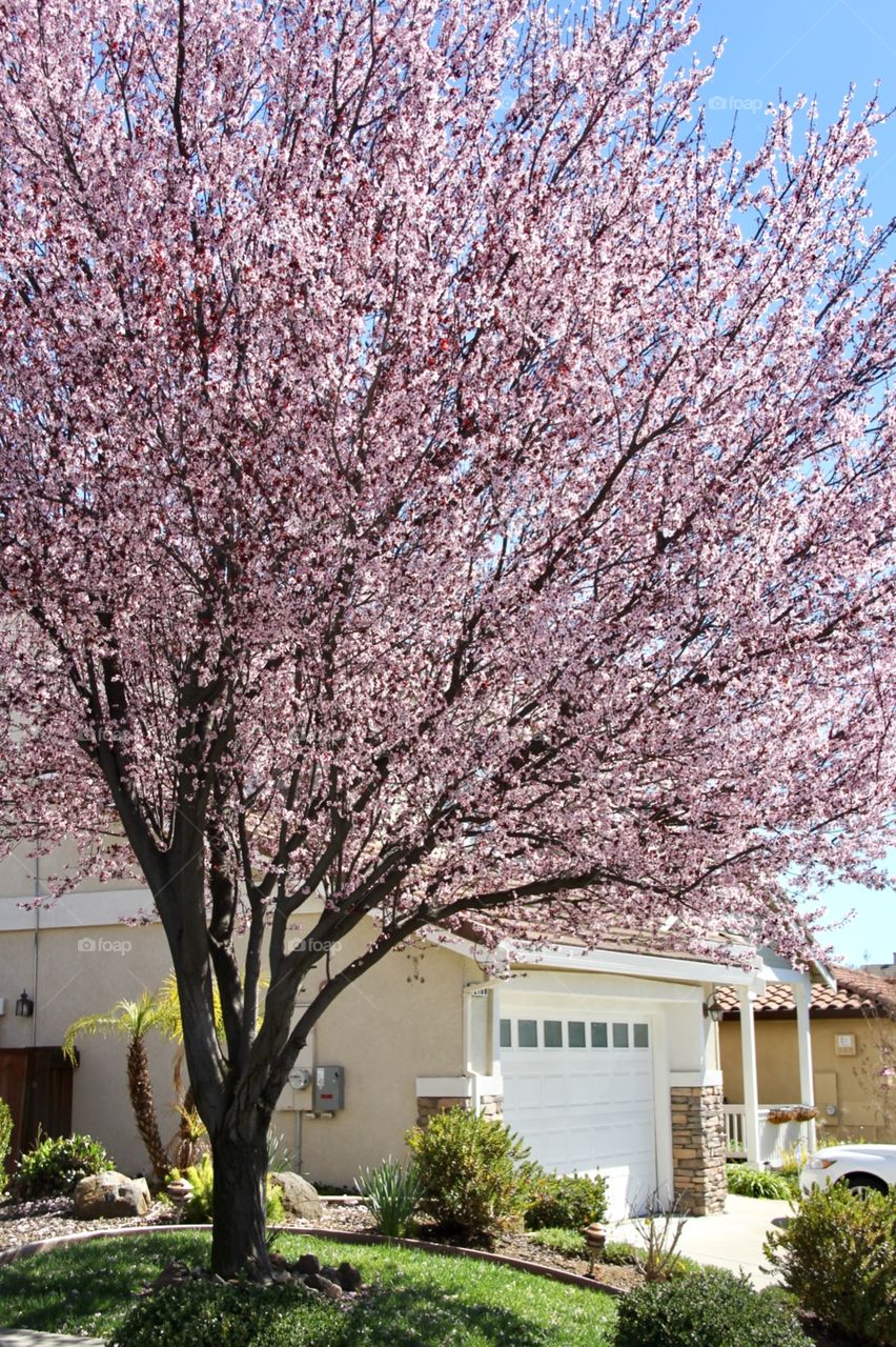 Spring blooming 