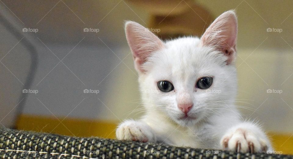 white kitten