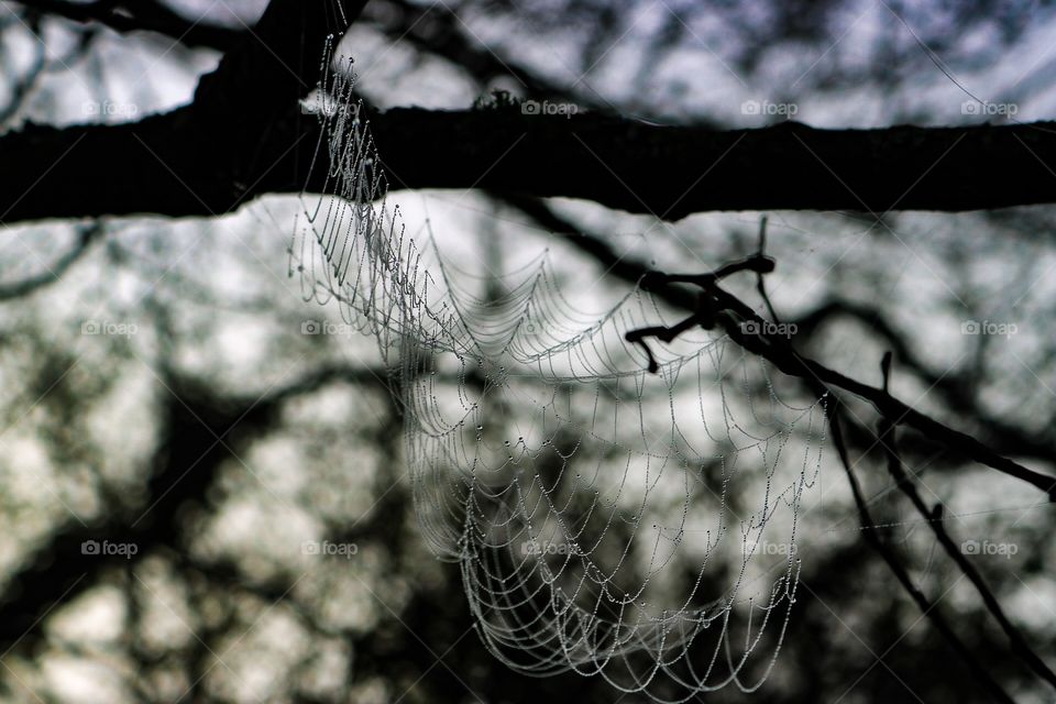 Web