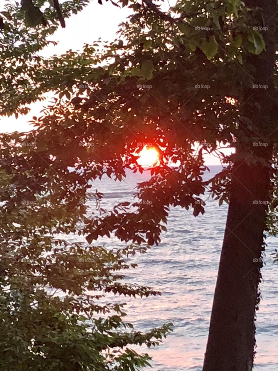Sunset through Tree