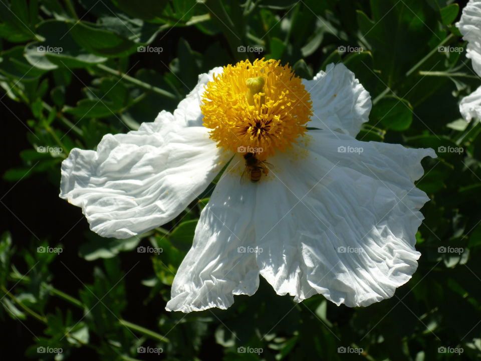 A bee approaching a flower