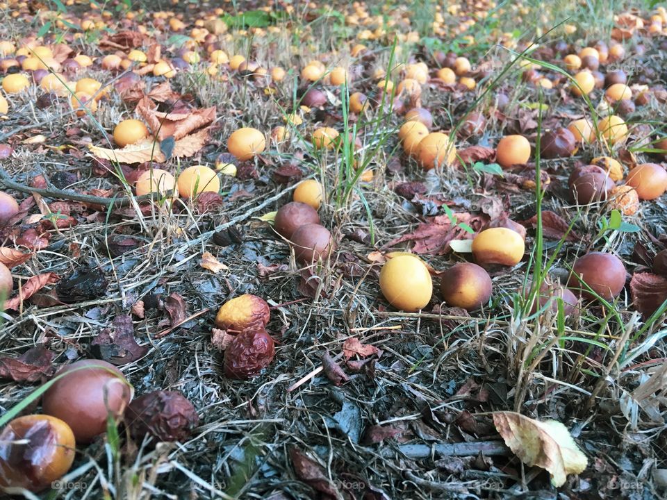 The overripe fruits on the grass. 