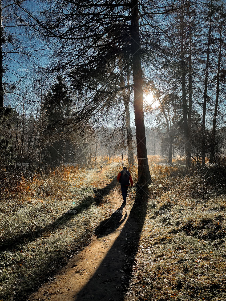 Walking with German shepherd dog in autumn forest 