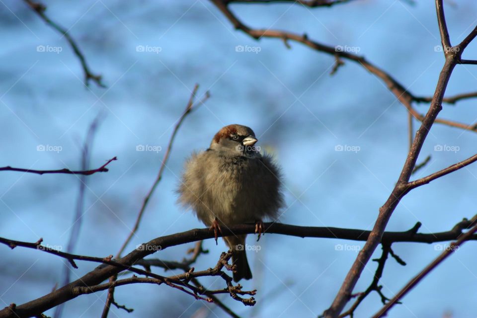 Little sparrow on branch