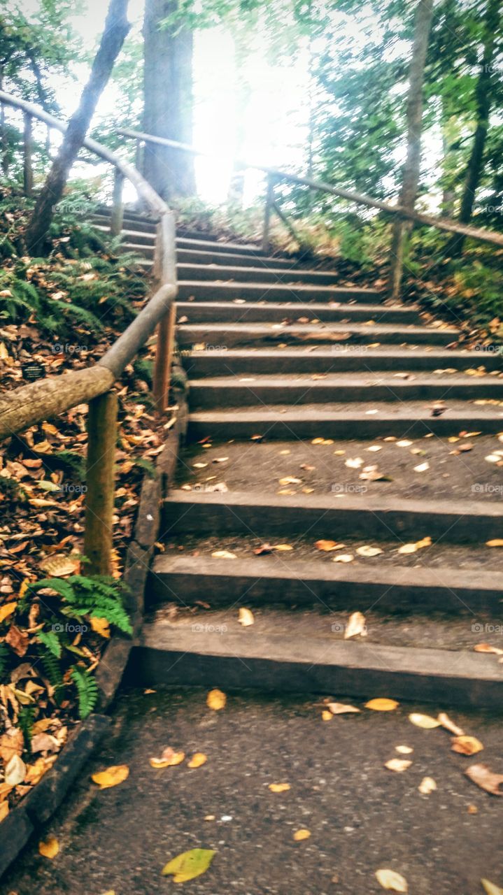 Empty staircase in forest