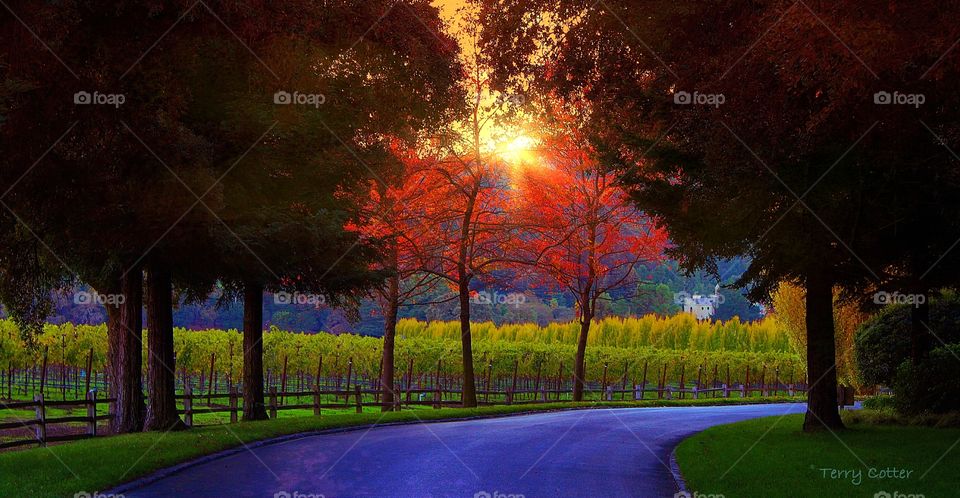 Vineyard road of Far Niente winery in Napa Valley.  Fall colors and setting sun add a restful scene. 