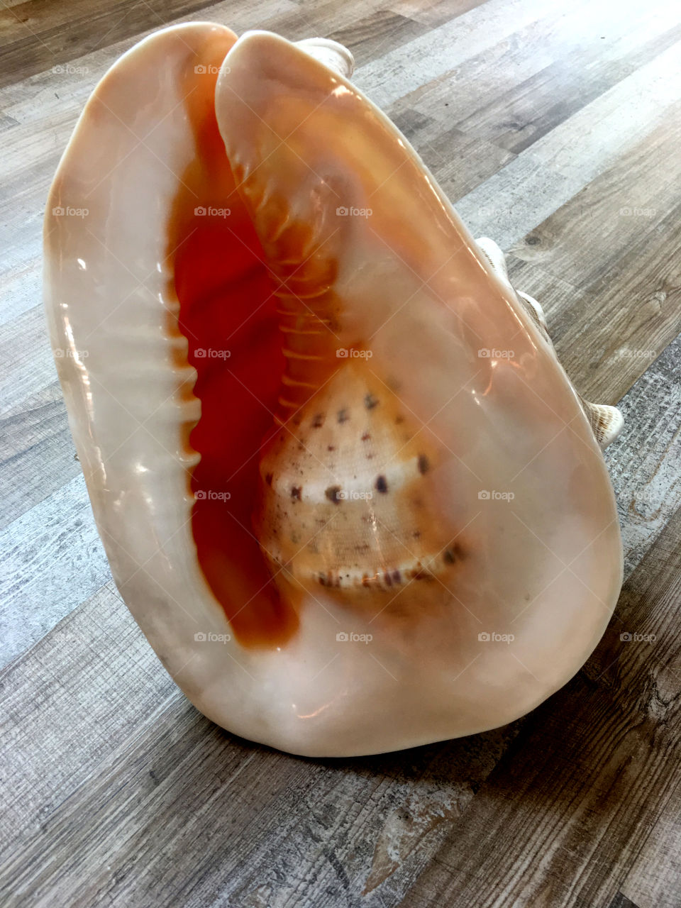 Giant shell