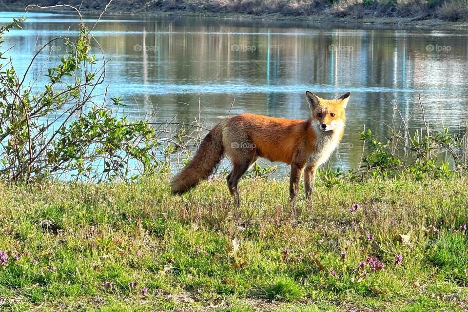 Wild fox seen at the seaside 