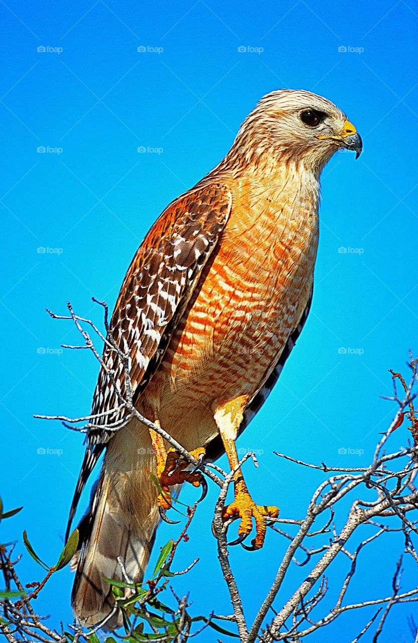 Portrait of a Red Shouldered Hawk perched at the top of a tree.