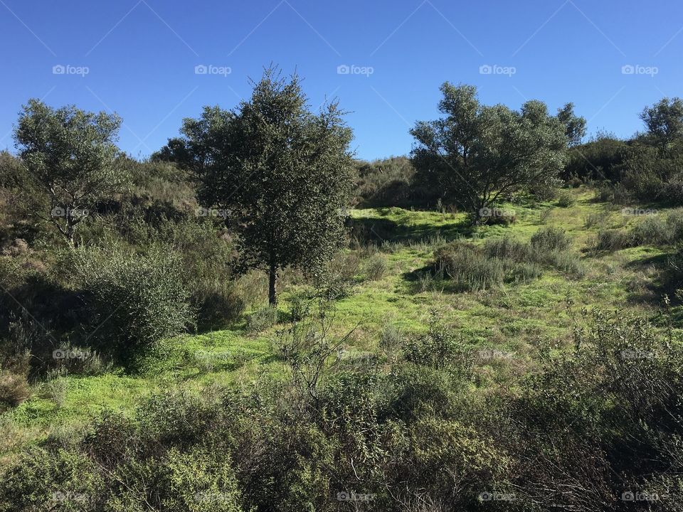Green countryside in winter