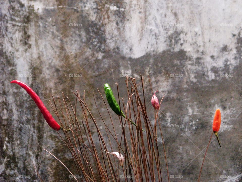 Close-up view of some chili peppers growing among dry twigs on a gray wall background