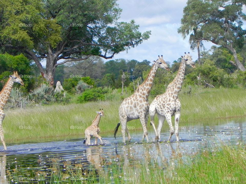 Giraffe family crossing the marsh