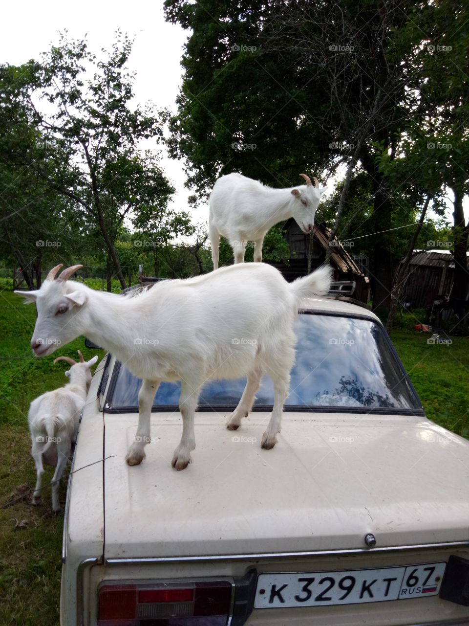 козы и авто.