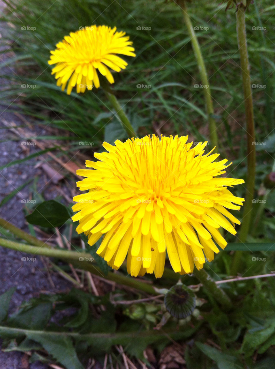 summer dandelion weed ogräs by Titania