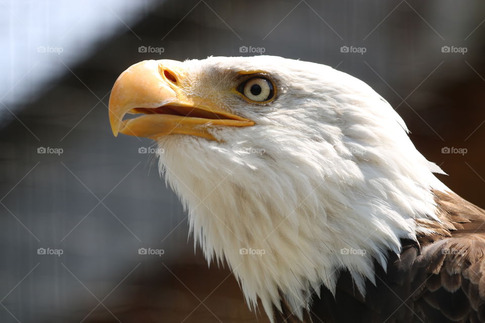 Eagel