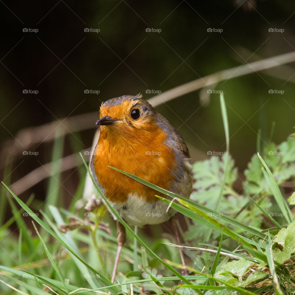 Bird, Wildlife, Robin, Nature, No Person