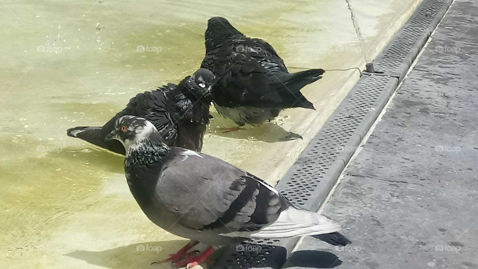 Pigeon bath